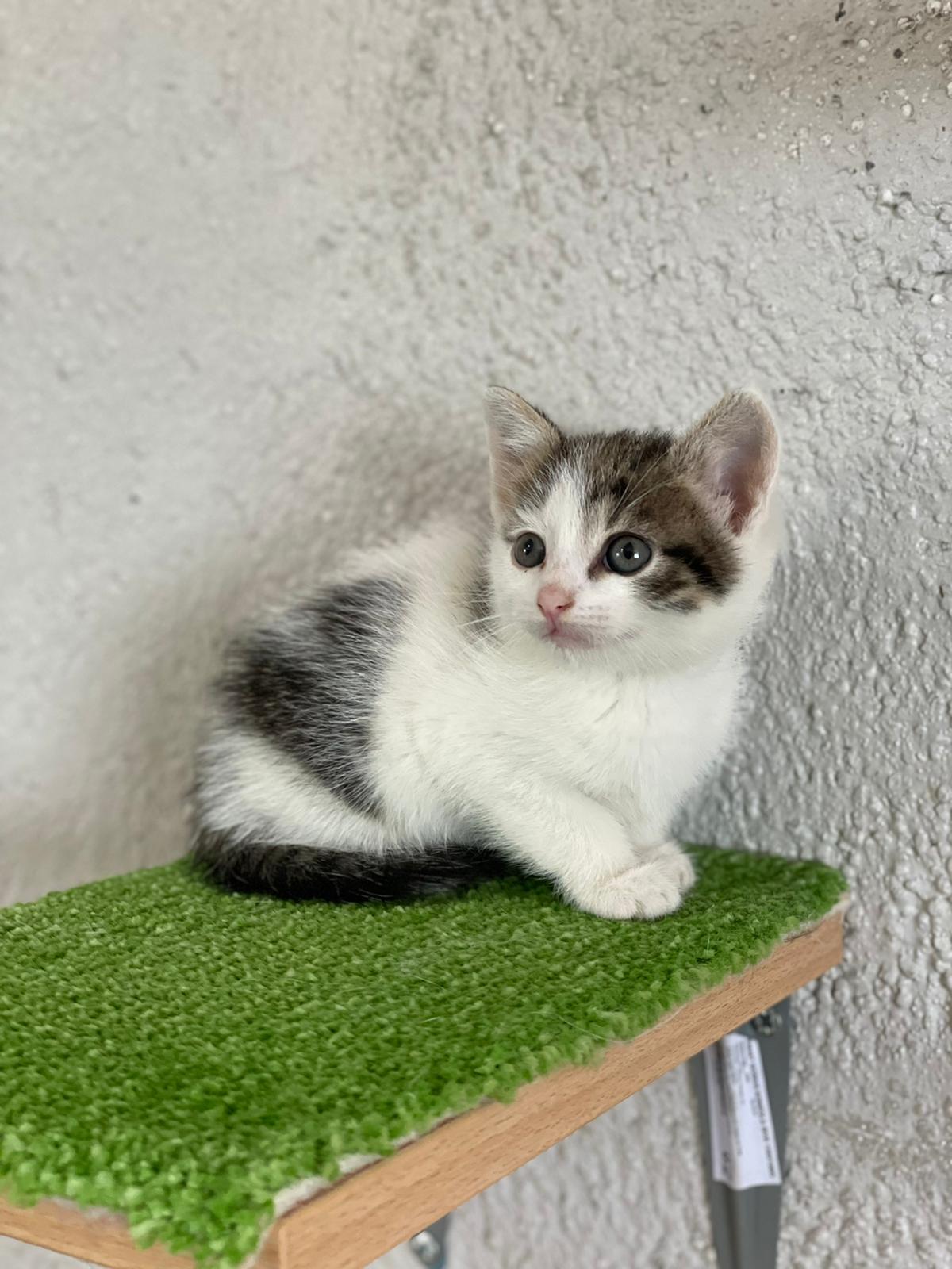 Katze Mit 3 Monaten Raus Lassen