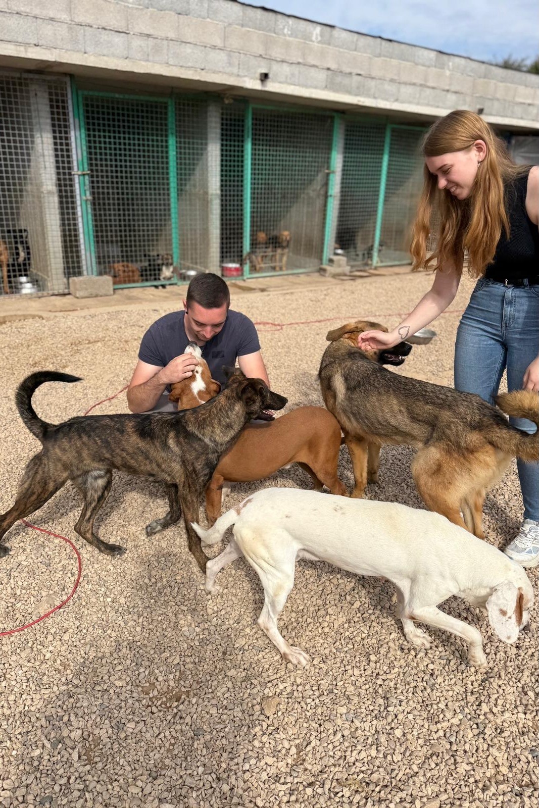 251018_Hoku_Watson_Dino_Beethoven