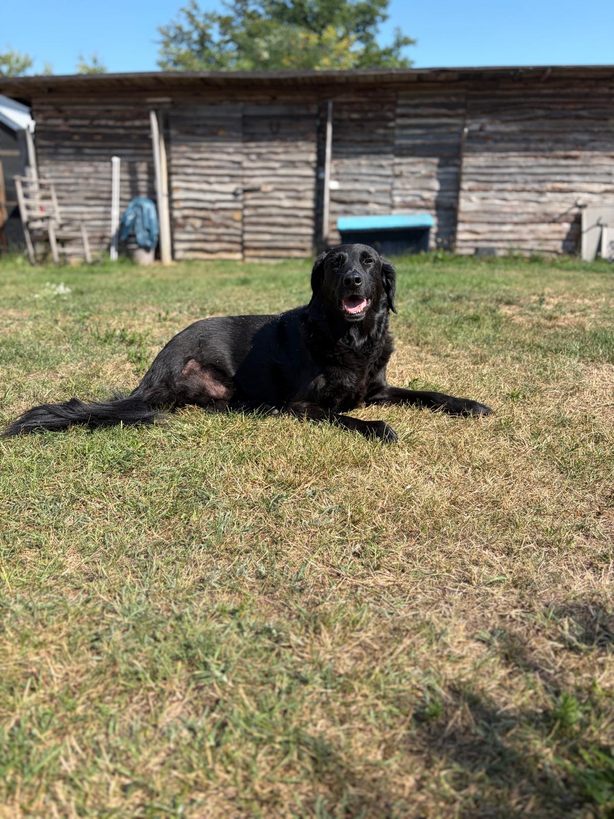 260802_Blacky_01