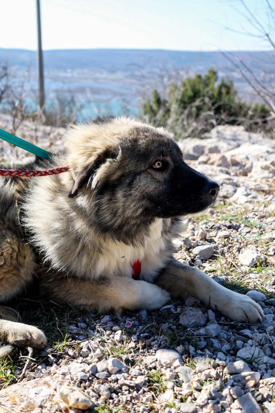 260202_Mozart – 11