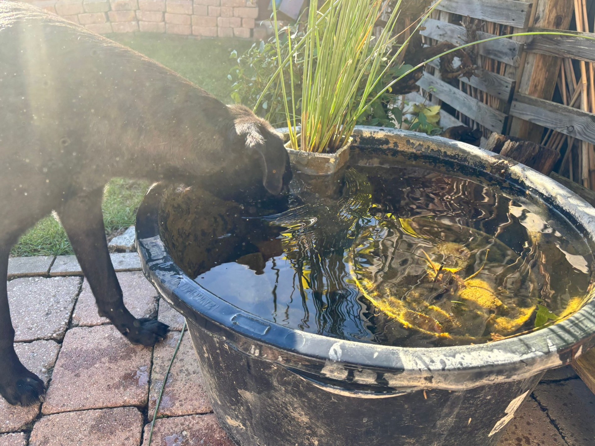 251103_Elektra – 3