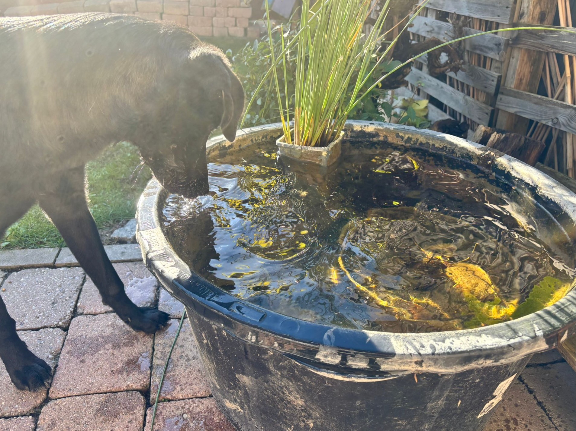 251103_Elektra – 4