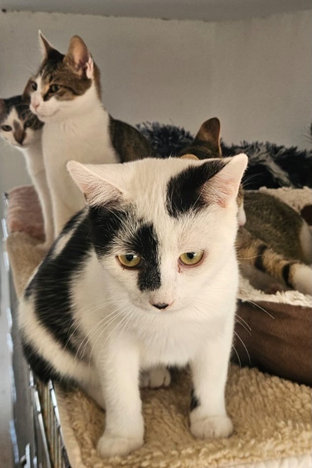 251019_Casimir_Elliott_Goku – 1