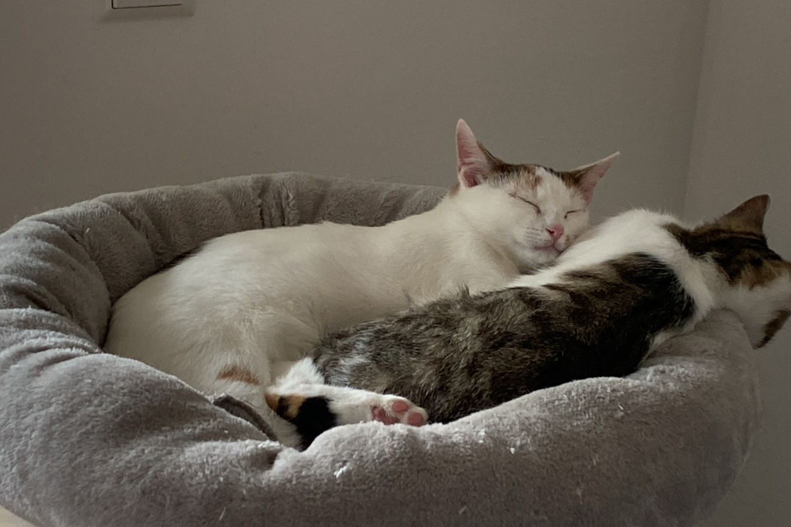 251019_Sterndal_Luggi – 3