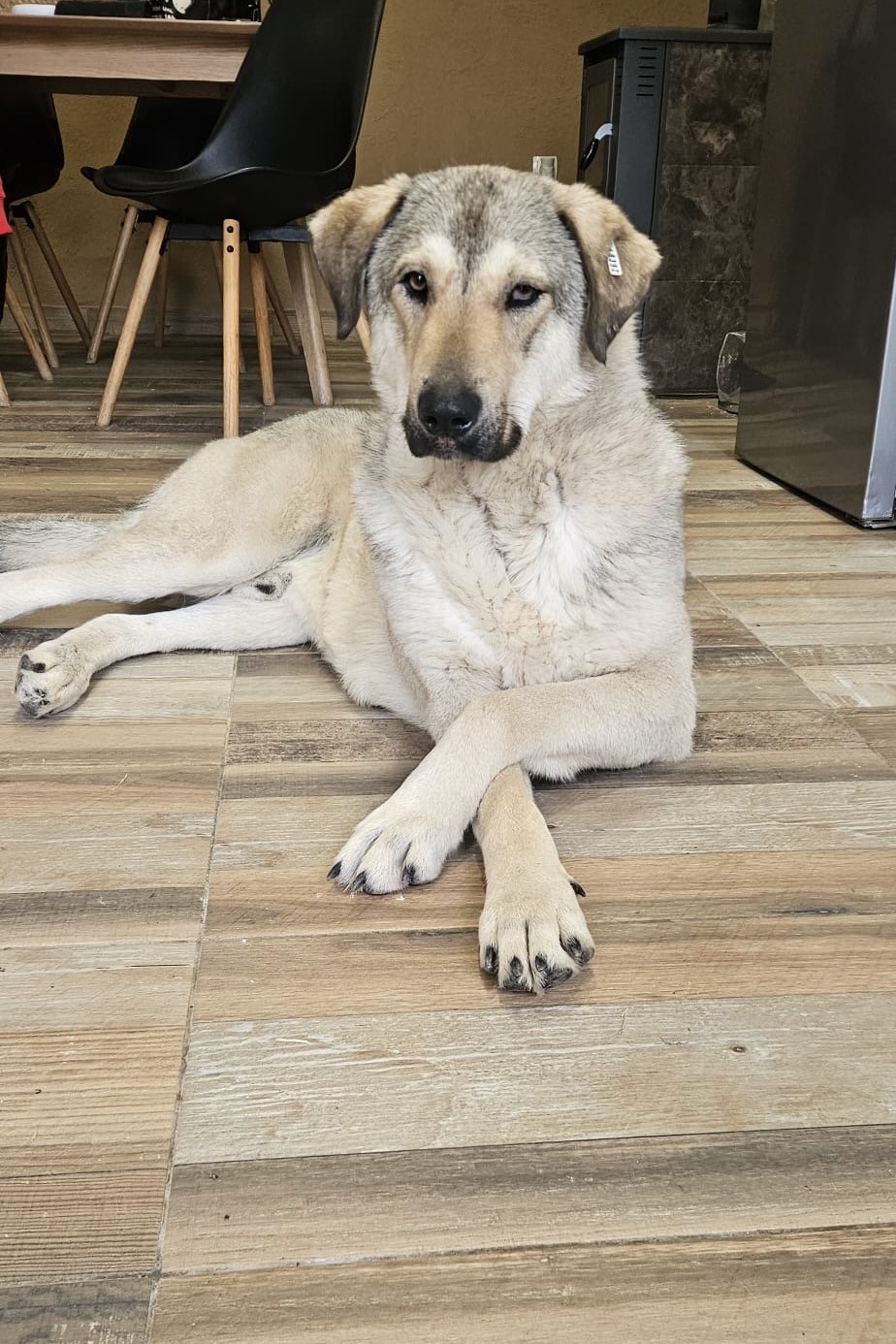 260214_Snicket – 2