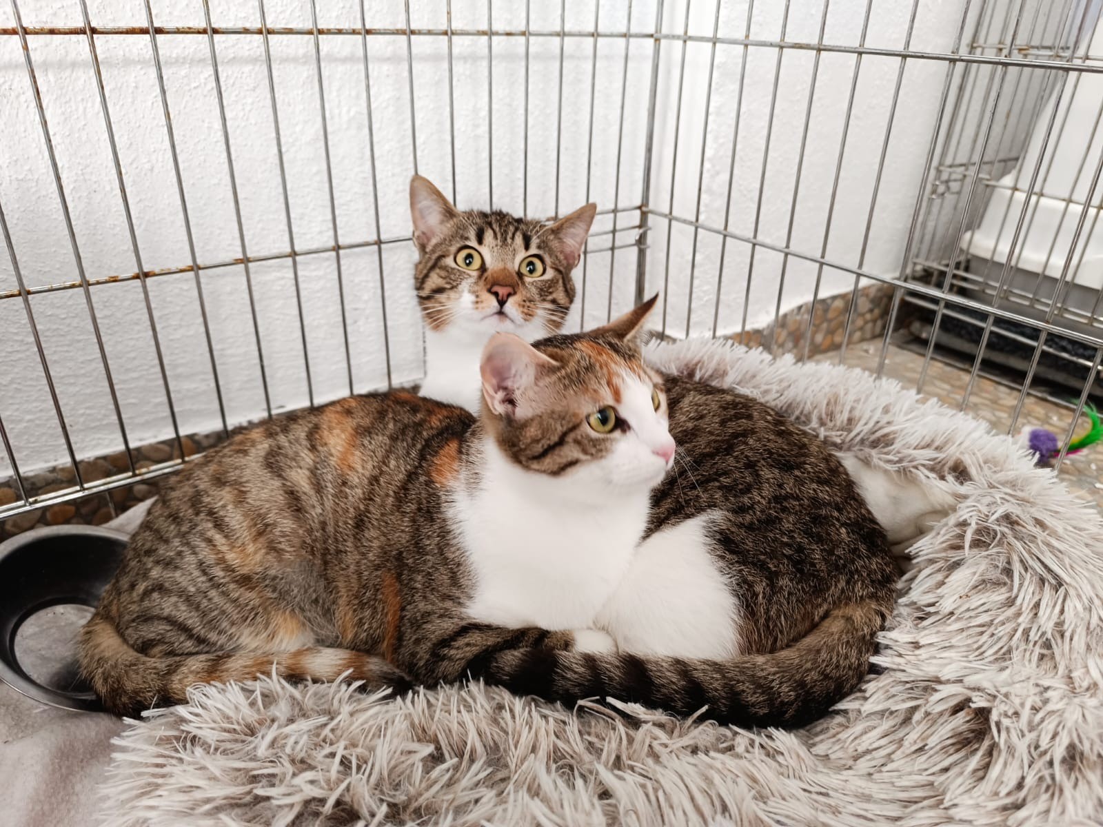 20260407_Colin_Lumi_1