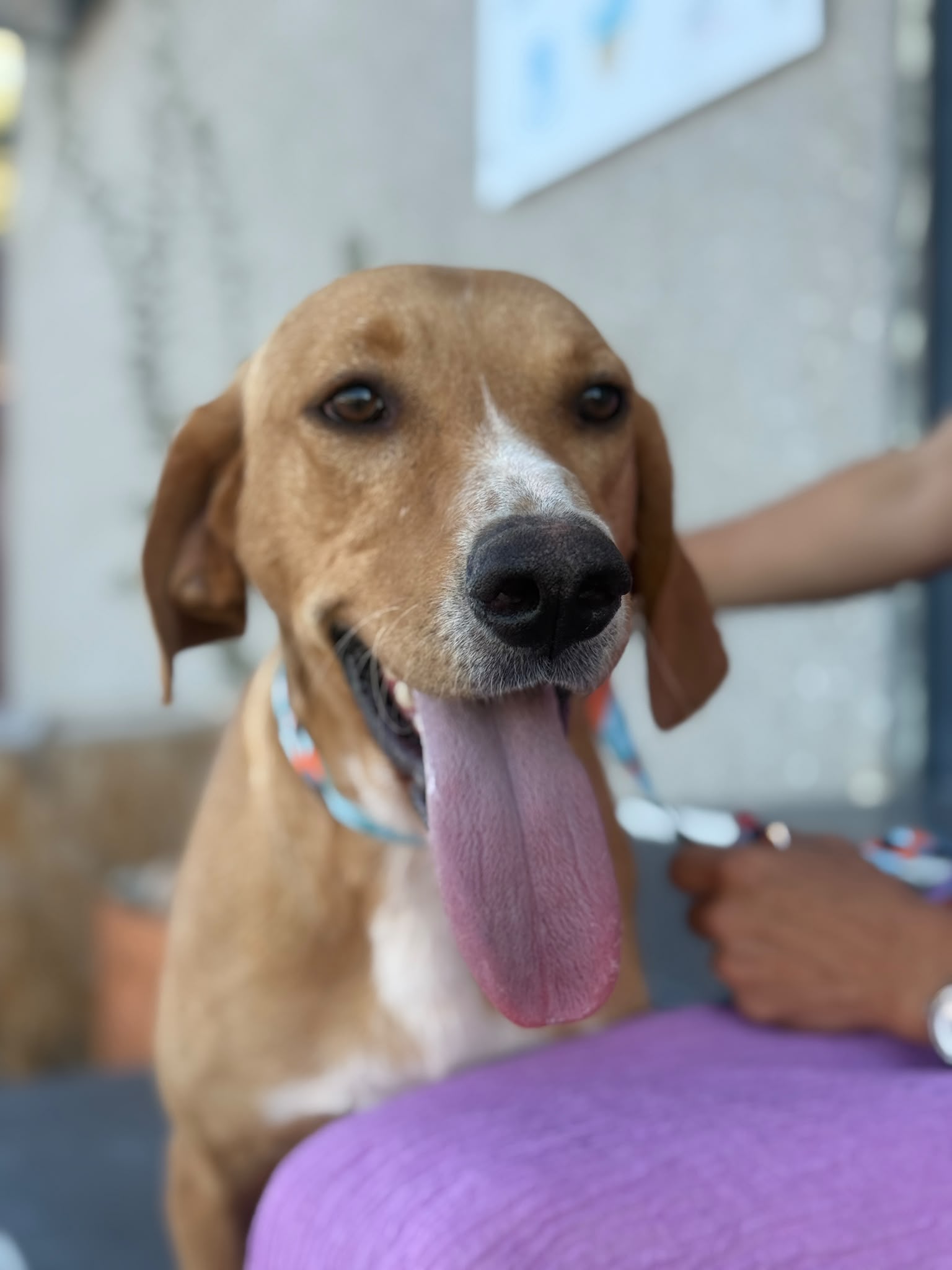 260811_Chico_7